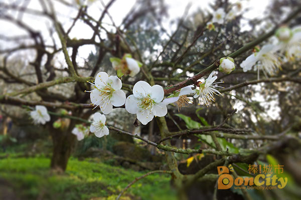 《台灣賞梅花》高雄賞梅花-六龜寶來竹林梅花季