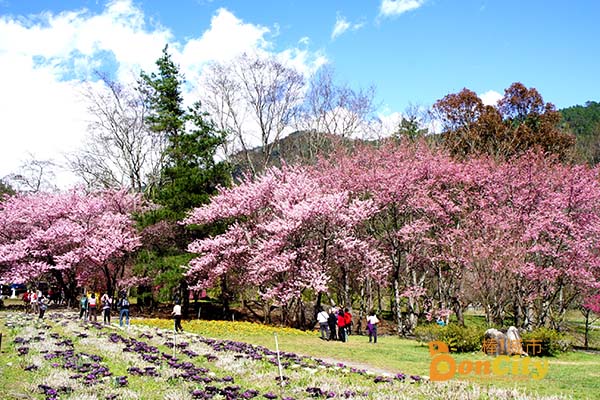 全台灣賞櫻花推薦最佳賞櫻地點、開花賞花期、交通旅遊資訊(台灣櫻花季)