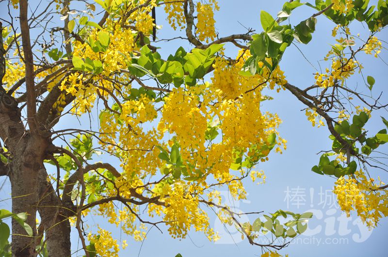 全台灣賞阿勃勒推薦景點懶人包