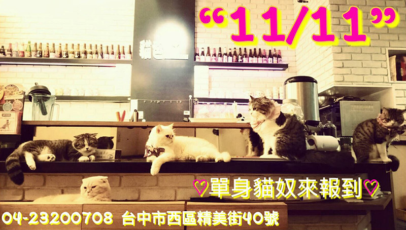 貓爸貓咪主題餐廳-1111不單身，讓貓主子療癒你！