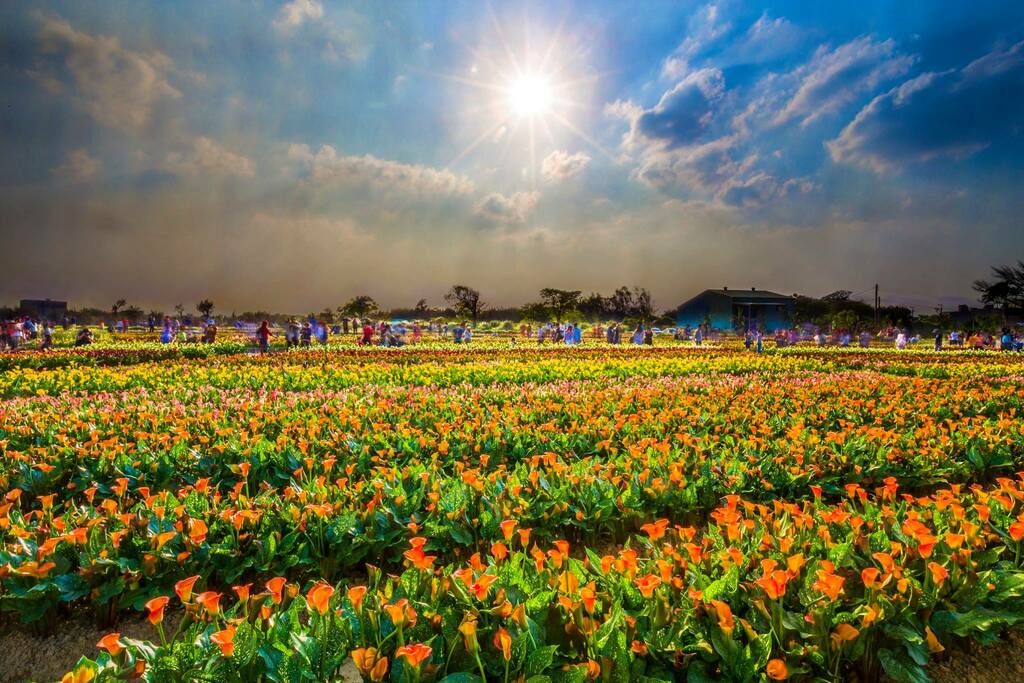 彩色海芋季-5公頃愛情花海浪漫登場