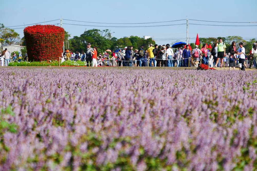 2020桃園仙草花節-11/28-12/13享受浪漫紫色花海